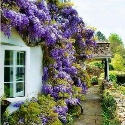 2 Blue Flowering Chinese Wisteria Vines - 6-12" Tall Live Plants - Wisteria Seedlings - Wisteria sinensis - (2 Pack)