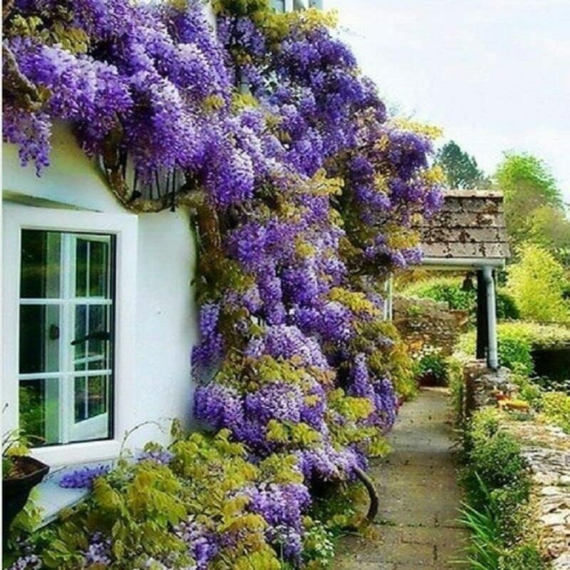 5 Blue Flowering Chinese Wisteria Vines - 6-12" Tall Live Plants - Wisteria Seedlings - Wisteria sinensis - (5 Pack)