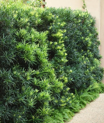 Podocarpus Japanese Yew | 2 Large Gallon Size Plants | Podocarpus Macrophyllus | Evergreen Shrub, Low Maintenance, Drought Tolerant, Privacy Screen Landscaping, Fast Growing, Ornamental Foliage