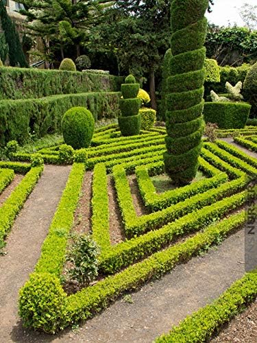 Japanese Boxwood | 3 Live 4 Inch Pots | Buxus Microphylla | Formal Evergreen Low Maintenance Hedge Plants