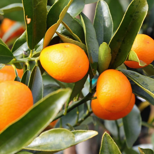 Kumquat Tree, 2 Ft Tall Grafted Kumquat Plant Live in 3 Gallon, Perennial Citrus Fruits Tree Plant for Outdoors, No Ship to CA