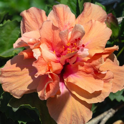Hibiscus Plant Live, Hardy Hibiscus Flowers Colorful Blooms for Outdoor Landscapes, 8-10 Inch Height, Hibiscus Shrubs, No Pot, Well-Rooted (Double Golden Peach Hibiscus)