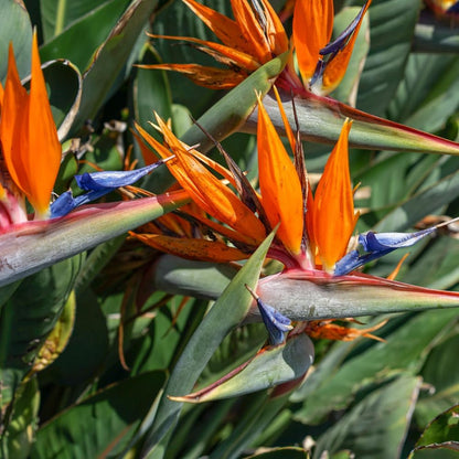 Orange Bird of Paradise Plant Live Houseplant, 5-12 Inch Tall, Ornamental Strelitzia Reginae Live Plant for Indoor Outdoor