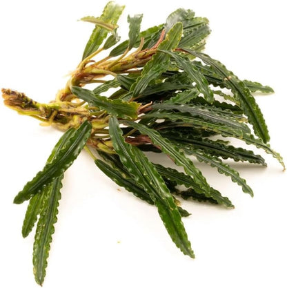 SubstrateSource Live Plants - Fenestratarum Mulyadii (Fenestratarum mulyadii) - Low to Medium Light, Deep Green, Hardscape, Terrarium or Paludarium Placement - Rhizome/Epiphyte Growth - Loose, 1 Pack