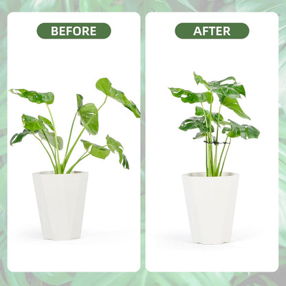 10PCS Iron Monstera Plant Support, Uniquely Designed Indoor Plant Accessories, Stable Plant Support Stakes for Indoor Plant, Turtle Shell Bamboo Clamp Set for Thriving Growth
