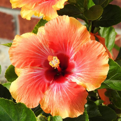 Sunset Hibiscus Plant Live, Hardy Hibiscus Flowers Colorful Blooms for Outdoor Landscapes, 8-10 Inch Height, Hibiscus Shrubs, No Pot, Well-Rooted