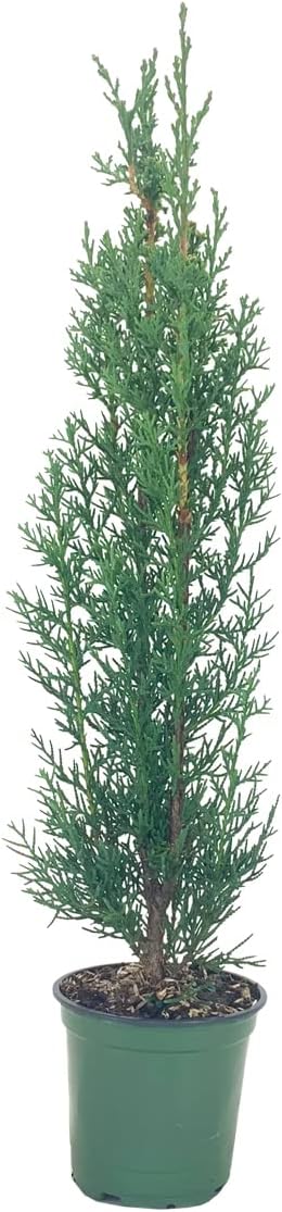 Italian Cypress Tree | 3 Live 4 Inch Pots | Cupressus Sempervirens | Formal Elegant Mediterranean Style Plants