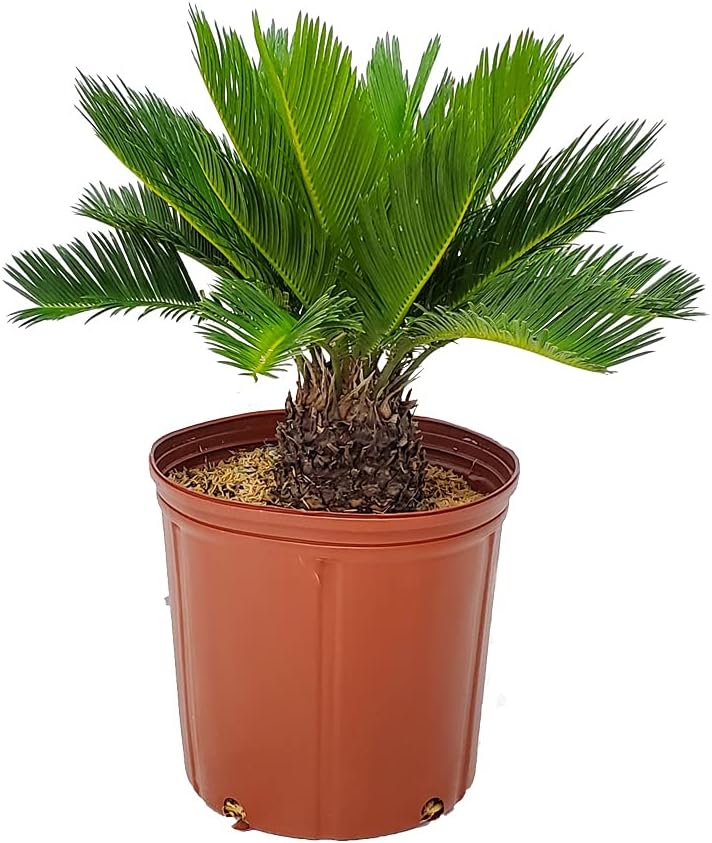 Sago Palm Tree - Cycas Revoluta - Overall Height 16" to 22" - Tropical Plants of Florida (Plant Only)
