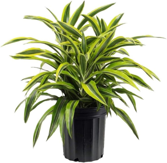 American Plant Exchange Dracaena Lemon Lime – 3-Gallon with Pot – Live Indoor/Outdoor Air Purifying