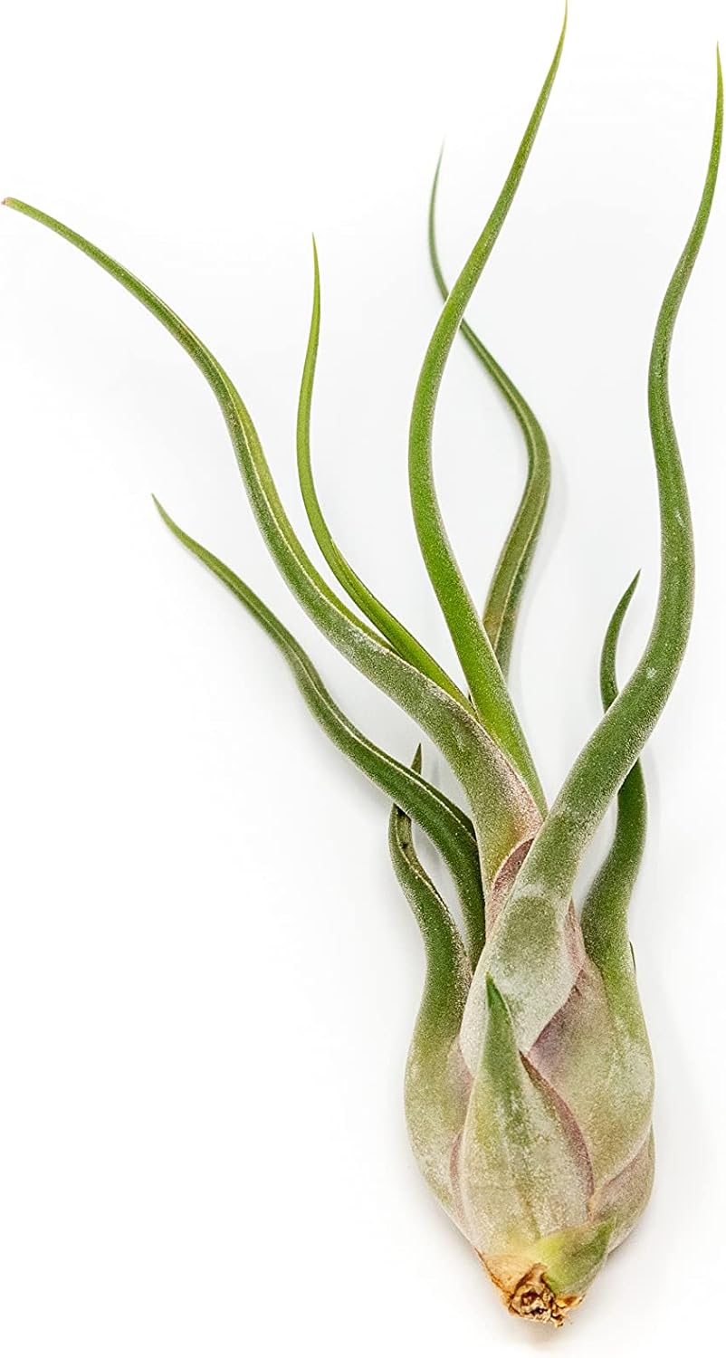 Tillandsia Caput Medusae Air Plants - Live Succulent House Plants - Available in Wholesale and Bulk - Home and Garden Decor - Easy Care Indoor/Outdoor Air Plant (Pack of 3)