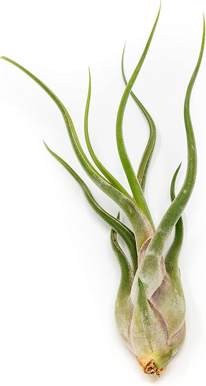 Tillandsia Caput Medusae Air Plants - Live Succulent House Plants - Available in Wholesale and Bulk - Home and Garden Decor - Easy Care Indoor/Outdoor Air Plant (Pack of 50)