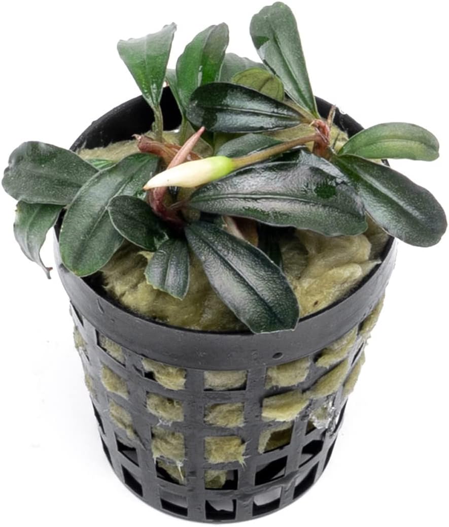 SubstrateSource Bucephalandra Red Mini Potted Live Aquarium Plant - Natural Freshwater Fish Tank Decorations, Aquatic Décor