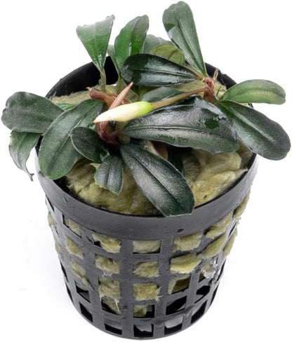 SubstrateSource Bucephalandra Red Mini Potted Live Aquarium Plant - Natural Freshwater Fish Tank Decorations, Aquatic Décor