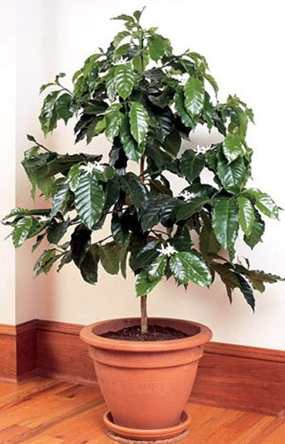 Seeds Flowers Arabian Coffee Tree Indoor - 5 Seeds
