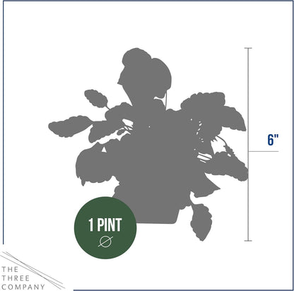 Live Healthy Flowering Pansies - Yellow Blotch (4 Plants Per Pack), Beautiful Fall Color, 6" Tall by 4" Wide in 1 Pint Square Pot