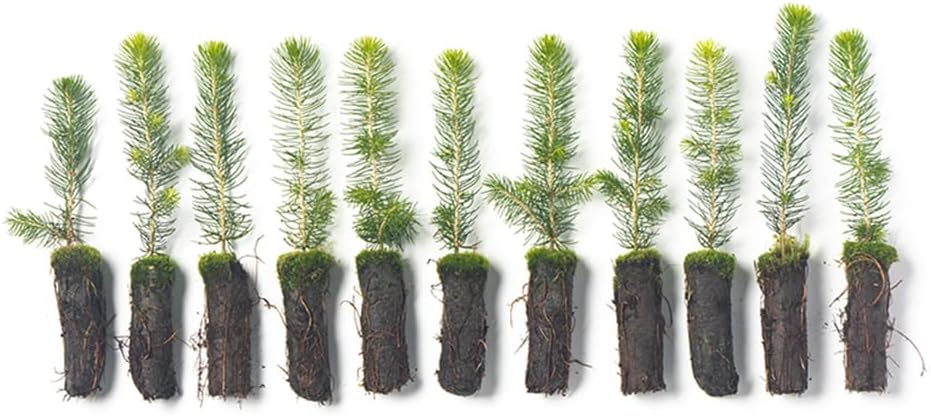 Norway Spruce Tree Seedlings | 6"-12" | Arbor Day Foundation (10-Pack)