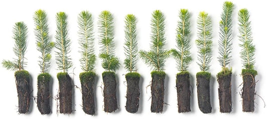 Norway Spruce Tree Seedlings | 6"-12" | Arbor Day Foundation (10-Pack)