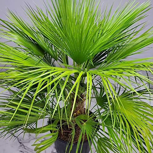 European Fan Palm Tree - Live Tree - Overall Height 36" to 44" - 7 Gallon Pot - Tropical Plants of Florida (Plant Only)