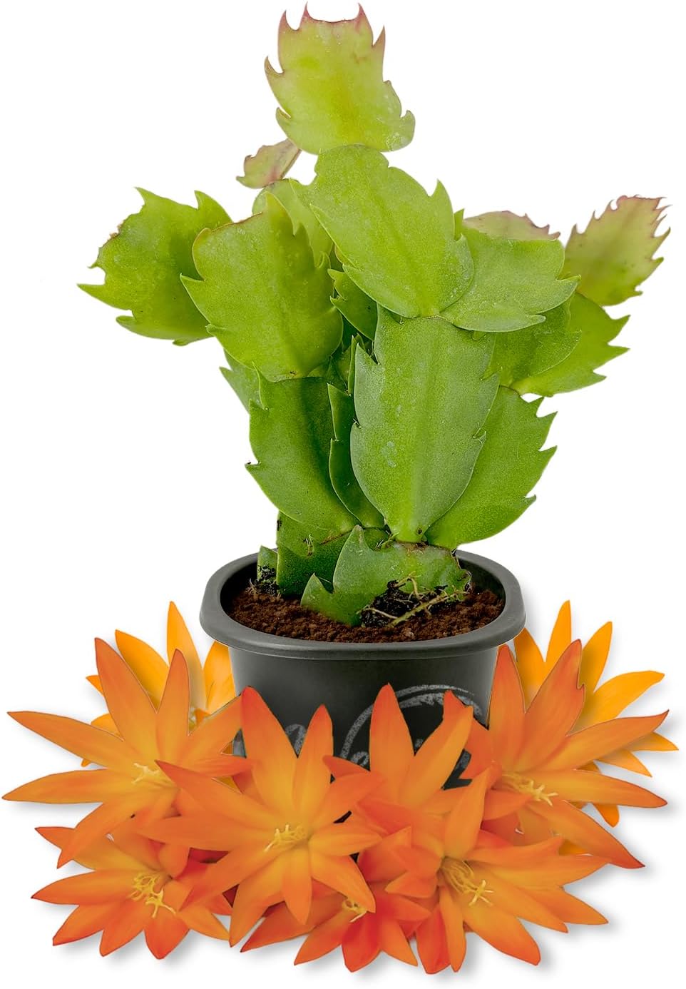 Orange Christmas Cactus - Live Starter Plants - Schlumbergera Bridgesii - Beautiful Colorful Tropical Indoor Succulent