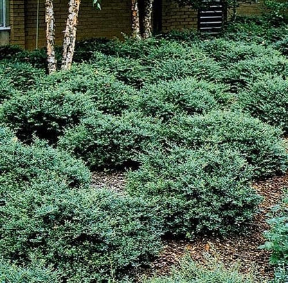 Helleri Holly Shrub | 10 Live Plants I Ilex Cornutal | Compact Evergreen Ideal for Low Borders, Formal Gardens and Ornamental Plantings, Dense, Small Leaves for Refined Look