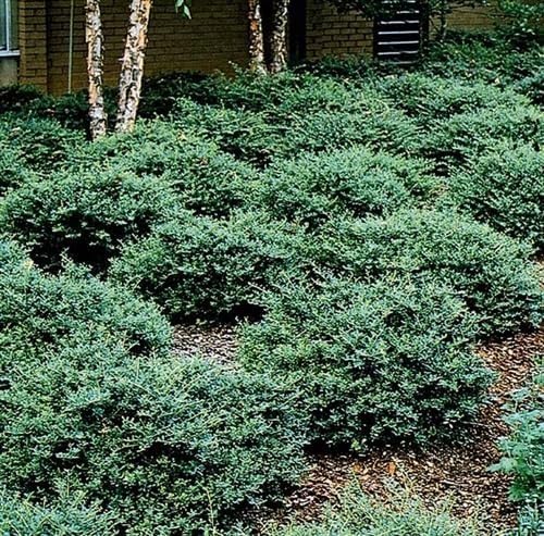 Helleri Holly Shrub | 3 Live Plants I Ilex Cornutal | Compact Evergreen Ideal for Low Borders, Formal Gardens and Ornamental Plantings, Dense, Small Leaves for Refined Look