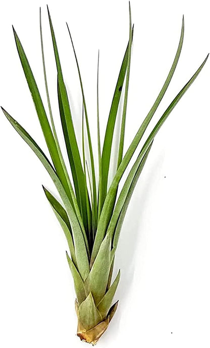 ragnaroc Air Plants - Tillandsia Fasciculata Tricolor, Large 4-6" - 2ct - Live Arrival Guaranteed - House Plants for Home Decor & Gift