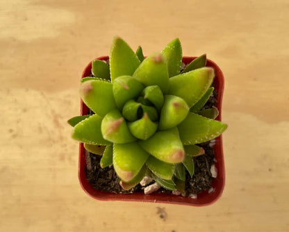 Sprout N Green Haworthia rubrobrunnea, Rare Live Succulent Plant Fully Rooted in 2inch Starter Pot, Home Office Indoor Outdoor Wedding Decoration DIY Projects Party Favor