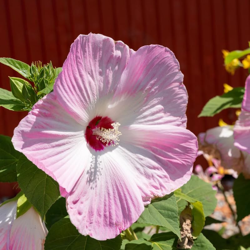 Random Hibiscus Plant Live, Hardy Hibiscus Flowers Colorful Blooms for Outdoor Landscapes, 8-10 Inch Height, Hibiscus Shrubs, No Pot, Well-Rooted