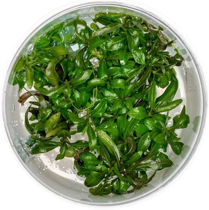 Ultum Nature Systems Live Tissue Culture - Hygrophila 'Araguaia' (Hygrophila lancea) - Moderate - High Light - Reddish-Brown Accent - Midground - 100% Snail Free Grown in-Vitro - Regular Cup