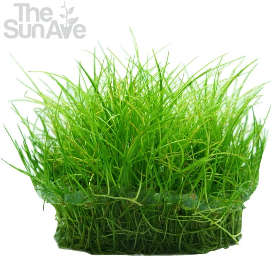 Dwarf Hairgrass Parvula Mini Tissue Culture Live Aquarium Freshwater Plants Decoration