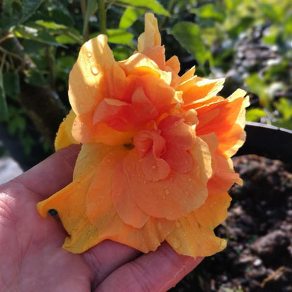 2 Hibiscus Live Plants, Clump 8-12” Tall, Hardy Hibiscus Plants Live, Hibiscus Trees Flowering Shrub (Double Peach Hibiscus)