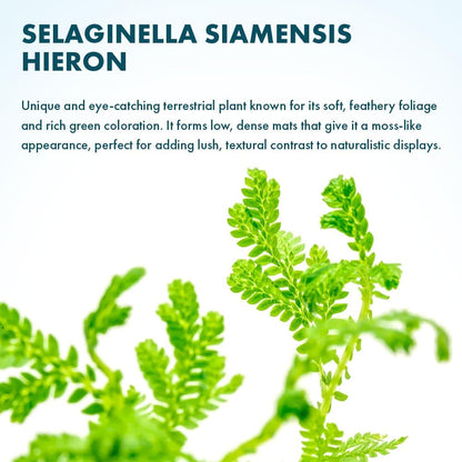 SubstrateSource Live Plants - Selaginella Siamensis (Selaginella siamensis) - Low to Medium Light, Bright Green to Lime Accents Aquatic Plant, Emersed or Terrarium Placement - Pot, 1 Pack