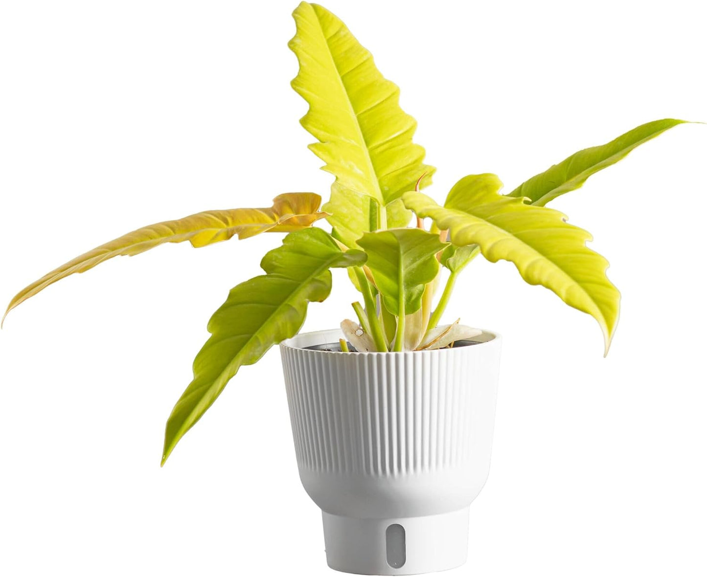 Costa Farms Philodendron Golden Crocodile, Rare Unique Live Indoor Plant in 6-Inch Self-Watering Houseplant Pot, Potting Soil, Trending Tropicals Collection, Room and Home Decor