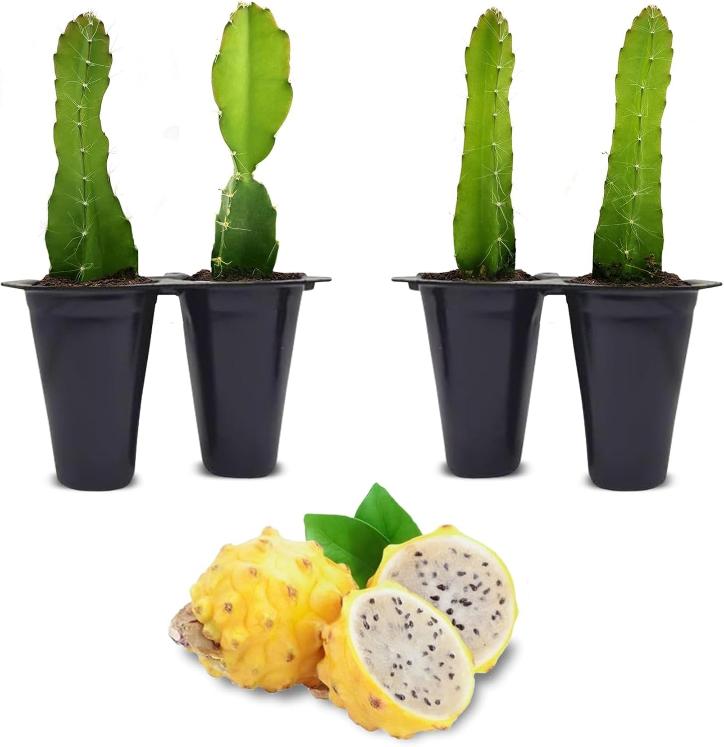 Dragon Fruit Yellow Dragon (4 Pack) | Real Live Fruit Plants for Sale | Rare Exotic Variety | Sweet Edible Fruit | Easy to Grow Live Plants for Organic Gardens