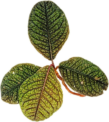 SubstrateSource Live Jungle Plant - Ardisia Dino - Moderate Care, Low to Medium Light, Metallic Green and Maroon Accent, Vivarium or Terrarium Terrestrial Plant - Loose/Bare Root