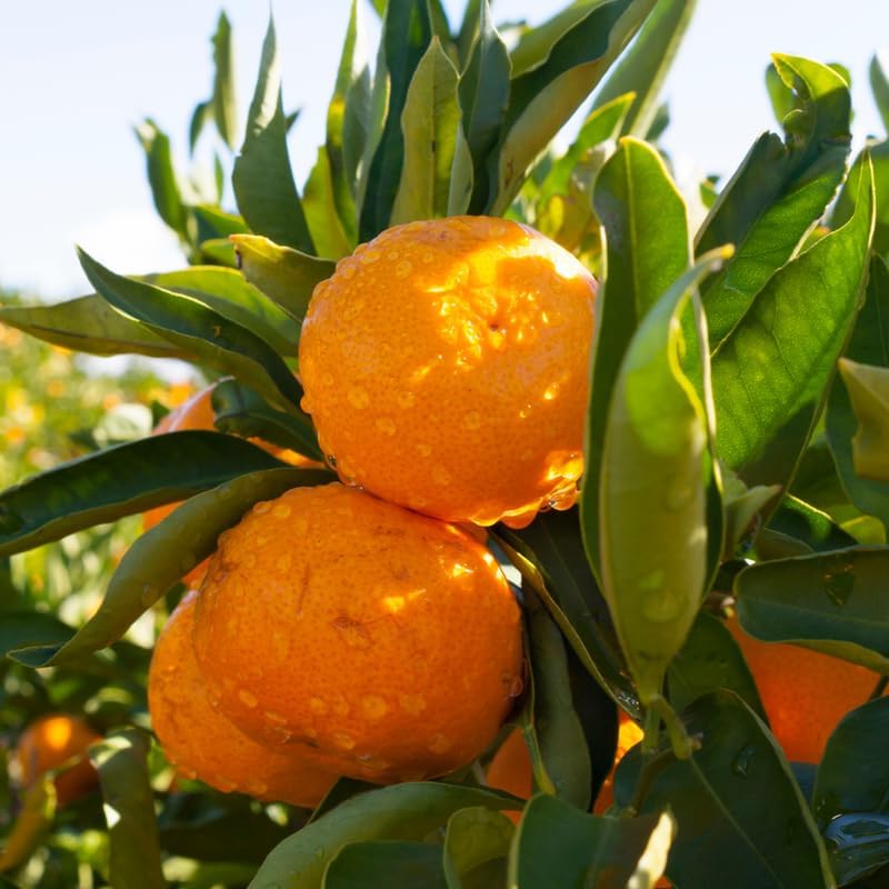 Live Satsuma Tree Plant, Satsuma Mandarin Trees Plant Live in Pot, 2 to 3 Feet Tall Live Mandarin Tree Plant, Mandarin Orange Trees Live for Outdoor Garden, No Ship to CA