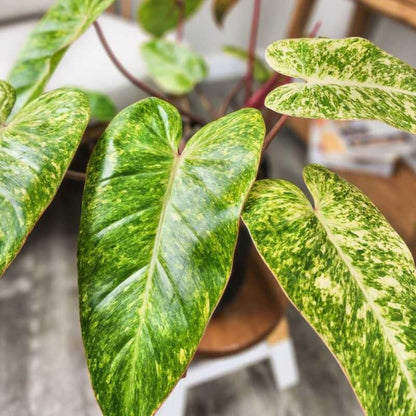 2 Lady Philodendron Live Plant 5-9" Tall, Rare Tropical Indoor Houseplant Home Garden