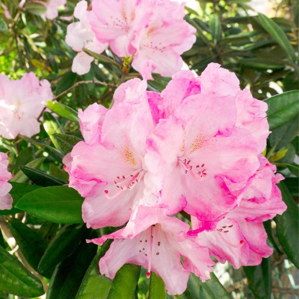 Rhododendrons Plant Live, Pink White Rhododendron Shrub, Large Flowering Tree 1 Gallon Potted for Gardening