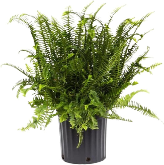 American Plant Exchange Kimberly Queen Fern – 10-Inch Pot – Live Air Purifying Upright Fern, Easy Care Houseplant for Indoor Planters, Outdoor Baskets, or Patio Decor