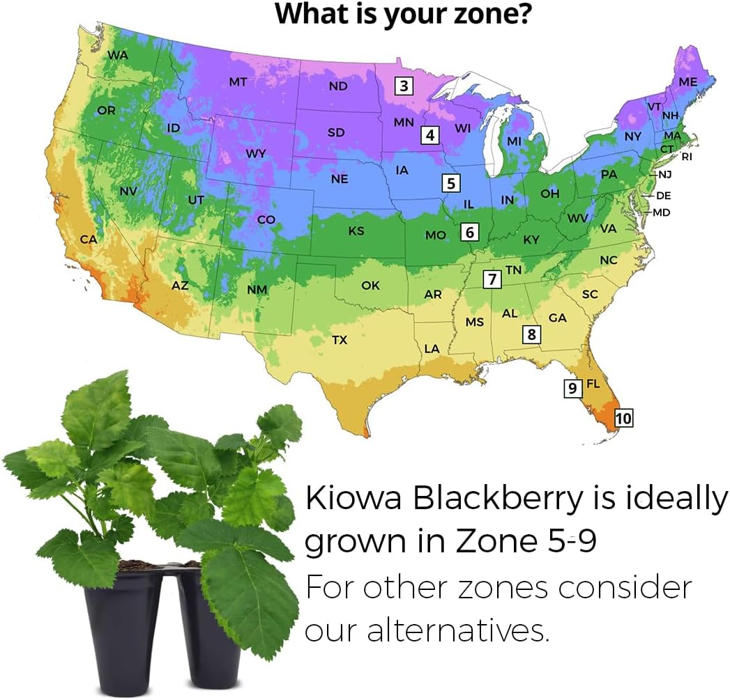 BlackBerry Thorny Plants Kiowa (4 Pack) Live for Sale | Easy to Grow Plants | Edible Fruit Plant for Sustainable Living | Grow Your own Food on Your Organic Garden | Live for Planting |