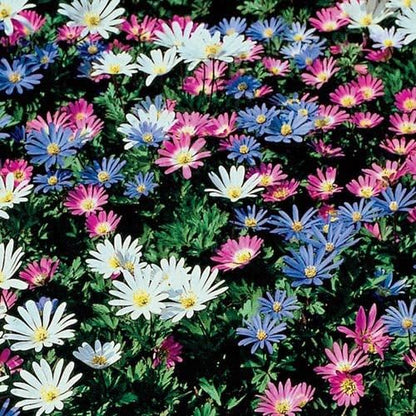 Anemone Blanda Mix Bulbs for Planting - Perennial, Attracts Bees & Showy Flowers | Blooms in Mid Spring, Easy to Grow & Maintain (100 Pack)