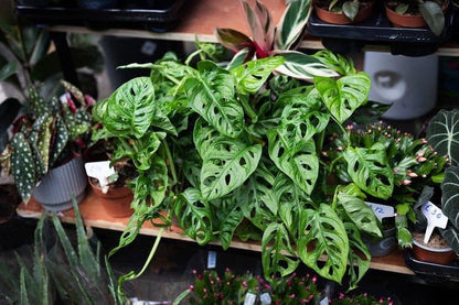 Gardenera Premium Swiss Cheese Plant Potting Mix - 20 QT - Monstera Deliciosa Blend for Optimal Nutrients and Drainage for Healthy Growth - (4 Bags of 5 Quart)