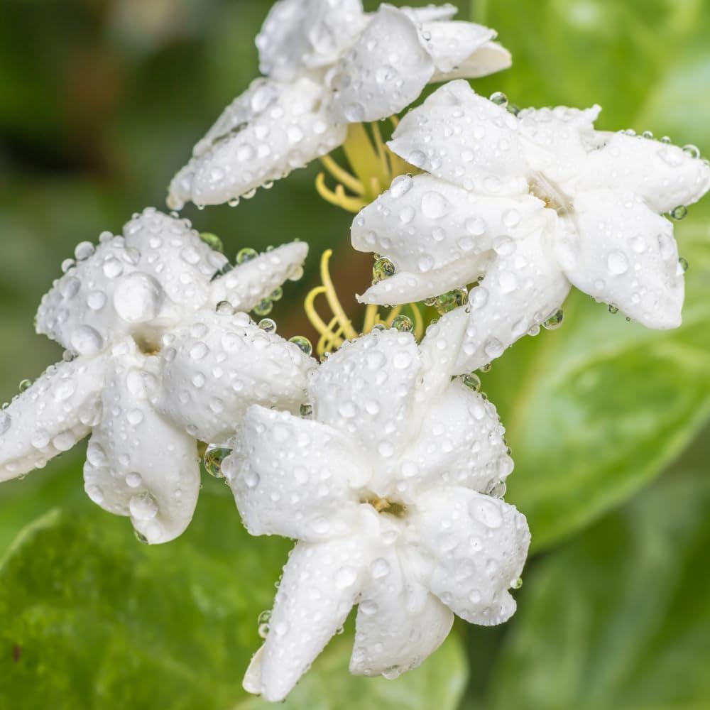 Jasmine Plant, Fragrant Jasmine Flower Vine 4-8 Inches Well Rooted for Container, Hanging Basket Growing (Maid of Orleans)