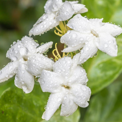 Jasmine Plant, Fragrant Jasmine Flower Vine 4-8 Inches Well Rooted for Container, Hanging Basket Growing (Maid of Orleans)