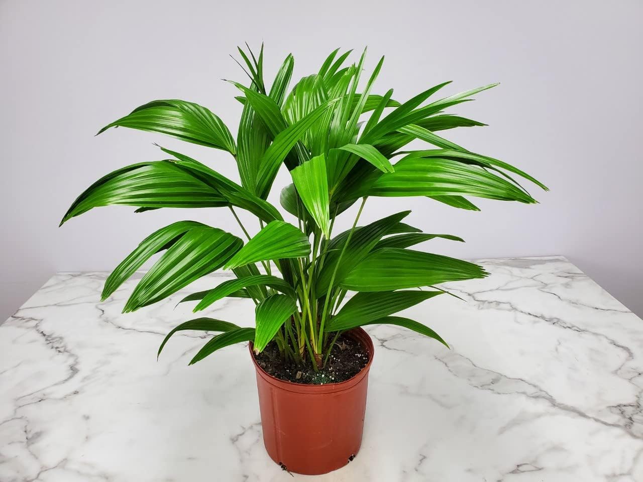 Fountain Palm Tree - Fan Palm - Overall Height 30" to 32" - Large Plant - Houseplant - Tropical Plants of Florida (Plant Only)…