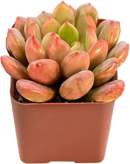 Sprout N Green Sedeveria Pink Ruby, Live Succulent Plant Fully Rooted in 2" Pot, Real House for Indoor Outdoor Home Office Wedding Decoration Party Favor