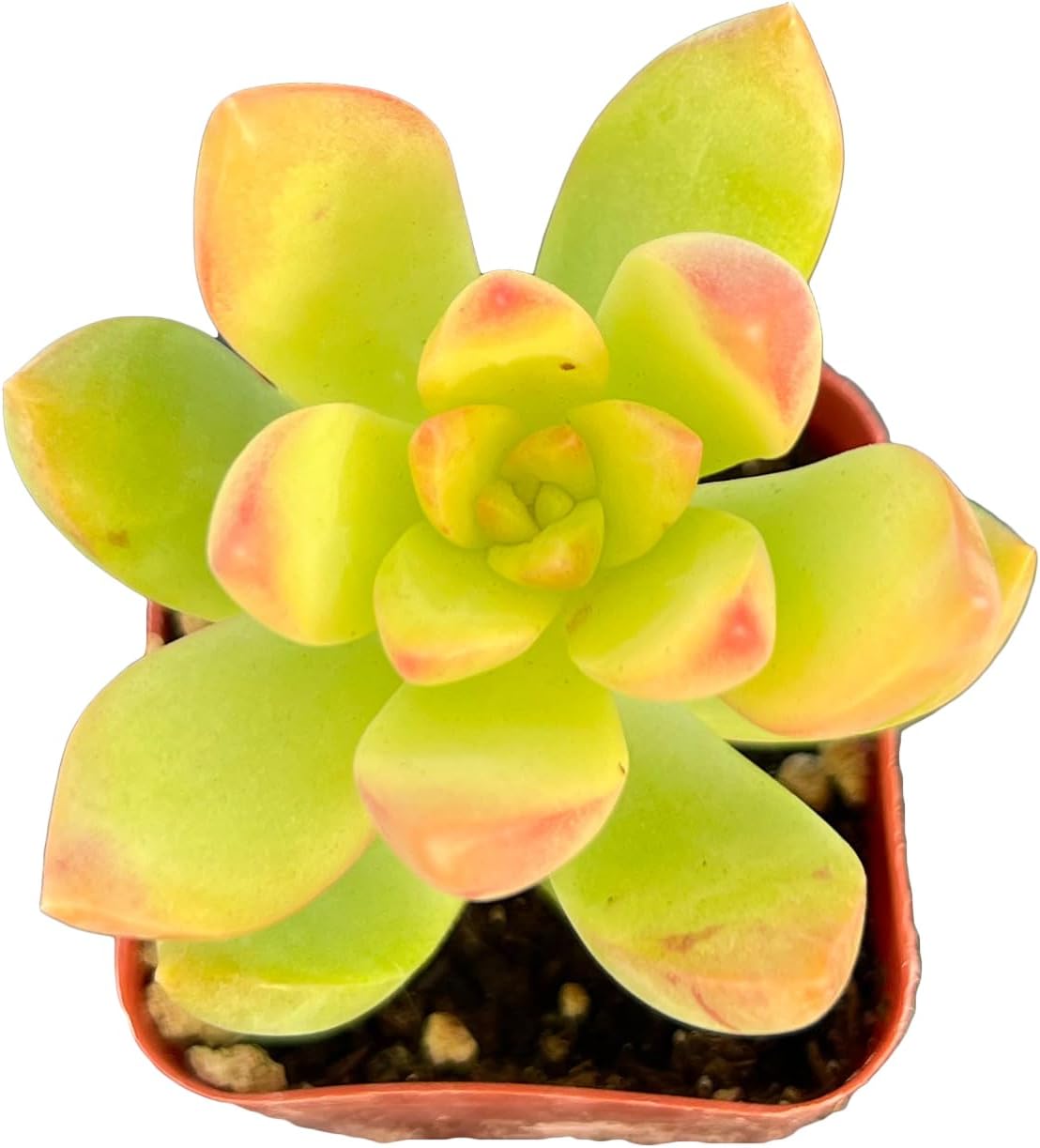 Sprout N Green Sedum Golden Glow | Sedum adolphi Golden Glow, 1 Live Mini Succulent Plant Fully Rooted in 2" Pot, Real House Plant for Wedding Decoration DIY Projects Party Favor