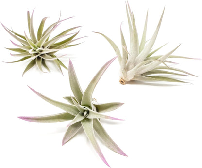 Lavender Colorful Tillandsia Air Plants - Long Lasting Color Enhanced Live Tillandsia Succulent House Plants - Home and Garden Decor - Easy Care Indoor and Outdoor Plants