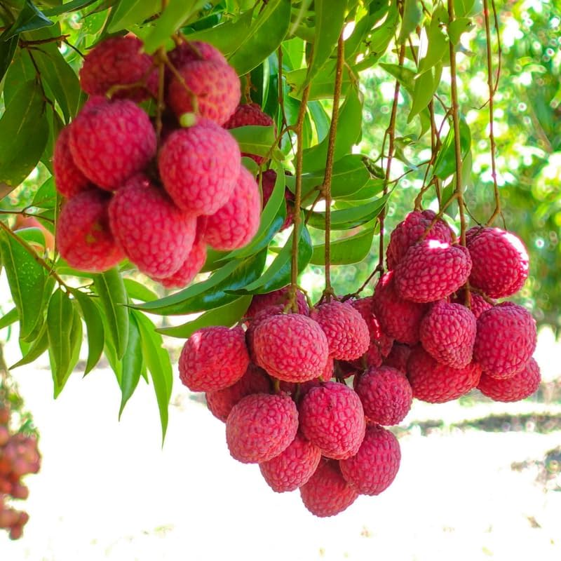 Lychee Tree Live Plant, 4 Inch Pot, 6 to 8 Inch Tall Tropical Lychee Fruit Tree