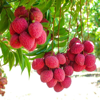 Lychee Tree Live Plant, 4 Inch Pot, 6 to 8 Inch Tall Tropical Lychee Fruit Tree